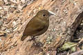 Lesser Shortwing Brachypteryx leucophris carolinae 