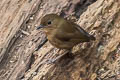 Lesser Shortwing Brachypteryx leucophris carolinae 