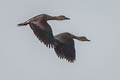 Lesser Whistling Duck Dendrocygna javanica