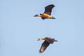 Lesser Whistling Duck Dendrocygna javanica