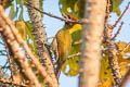 Lesser Yellownape Picus chlorolophus chlorolophus