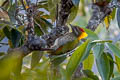 Lesser Yellownape Picus chlorolophus chlorolophus