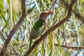 Lineated Barbet Psilopogon lineatus hodgsoni