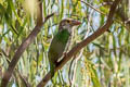 Lineated Barbet Psilopogon lineatus hodgsoni