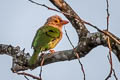 Lineated Barbet Psilopogon lineatus hodgsoni