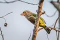 Lineated Barbet Psilopogon lineatus hodgsoni