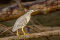 Little Heron Butorides atricapilla javanica