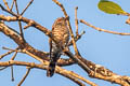Little Bronze Cuckoo Chrysococcyx minutillus peninsularis