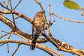 Little Bronze Cuckoo Chalcites minutillus peninsularis