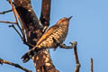 Little Bronze Cuckoo Chrysococcyx minutillus peninsularis