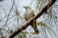 Little Bronze Cuckoo Chrysococcyx minutillus peninsularis