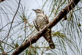 Little Bronze Cuckoo Chalcites minutillus peninsularis
