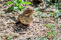 Little Bunting Emberiza pusilla
