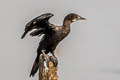 Little Cormorant Microcarbo niger