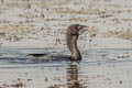 Little Cormorant Microcarbo niger