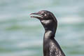 Little Cormorant Microcarbo niger