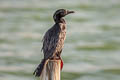 Little Cormorant Microcarbo niger