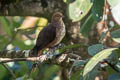 Little Cuckoo-Dove Macropygia ruficeps assimilis