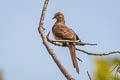 Little Cuckoo-Dove Macropygia ruficeps assimilis