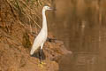 Little Egret Egretta garzetta garzetta