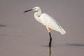 Little Egret Egretta garzetta garzetta