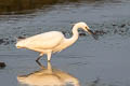 Little Egret Egretta garzetta garzetta