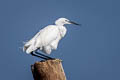 Little Egret Egretta garzetta garzetta