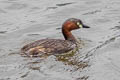 Little Grebe Tachybaptus ruficollis poggei