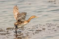 Little Grebe Tachybaptus ruficollis poggei