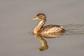 Little Grebe Tachybaptus ruficollis poggei