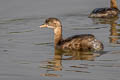 Little Grebe Tachybaptus ruficollis poggei