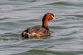 Little Grebe Tachybaptus ruficollis poggei