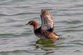 Little Grebe Tachybaptus ruficollis poggei