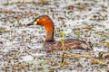 Little Grebe Tachybaptus ruficollis poggei