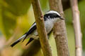 Little Pied Flycatcher Ficedula westermanni australorientis