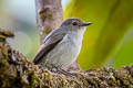 Little Pied Flycatcher Ficedula westermanni australorientis