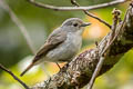 Little Pied Flycatcher Ficedula westermanni australorientis