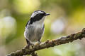 Little Pied Flycatcher Ficedula westermanni westermanni