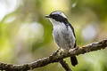 Little Pied Flycatcher Ficedula westermanni westermanni