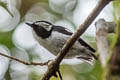 Little Pied Flycatcher Ficedula westermanni westermanni