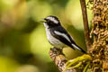 Little Pied Flycatcher Ficedula westermanni australorientis