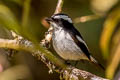 Little Pied Flycatcher Ficedula westermanni australorientis