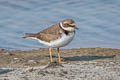 Little Ringed Plover Charadrius dubius curonicus