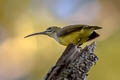 Little Spiderhunter Arachnothera longirostra longirostra