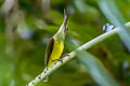 Little Spiderhunter Arachnothera longirostra cinereicollis