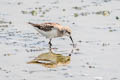 Little Stint Calidris minuta