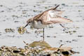 Little Stint Calidris minuta