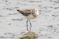 Little Stint Calidris minuta