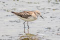 Little Stint Calidris minuta