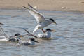 Little Tern Sternula albifrons pusilla